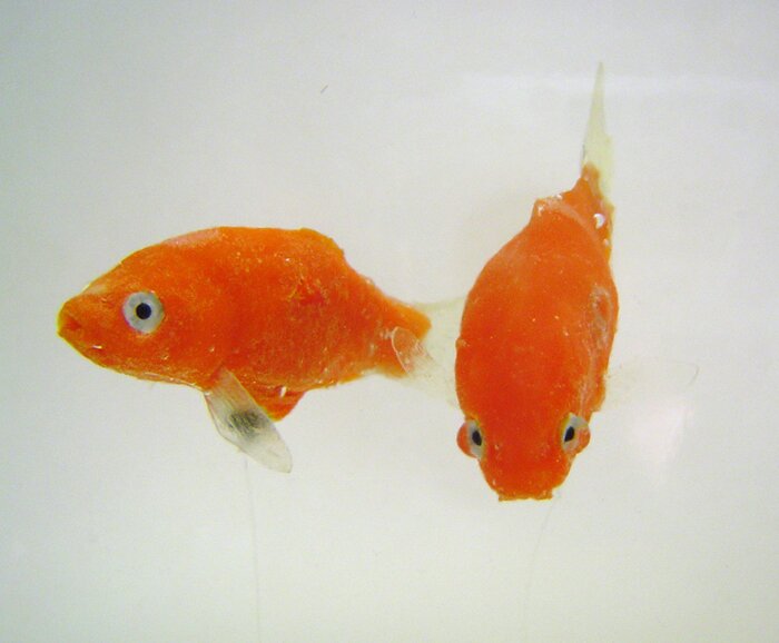 detail of goldfish in bowl